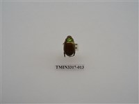 藏品(黃豔金龜)的圖片